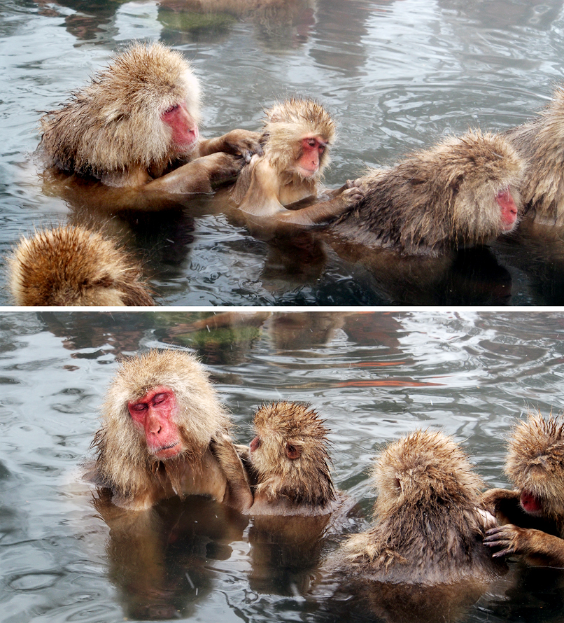 Monkeys have social hierarchies, but they operated on strong rules of mutual cooperation too