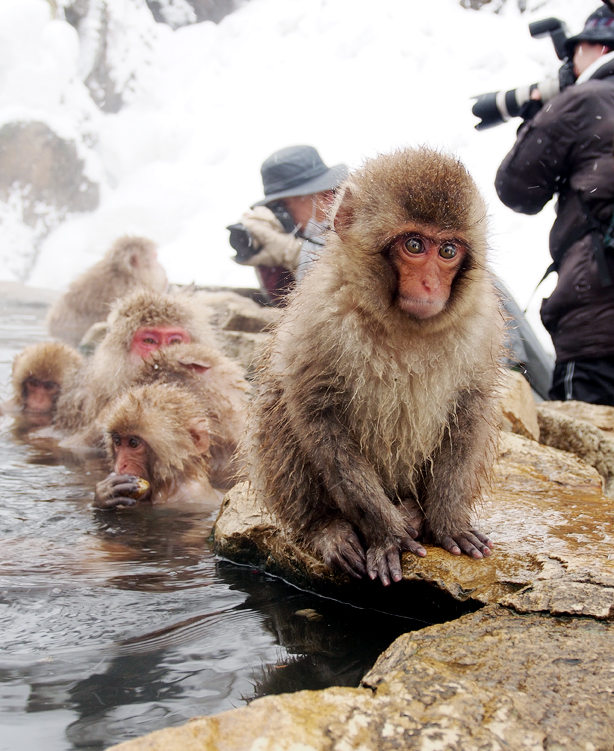 Babies are usually born around summer, but there were some young ones at the onsen that day too 