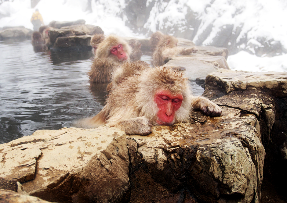 Ah, watching them made me want to go into an onsen too...