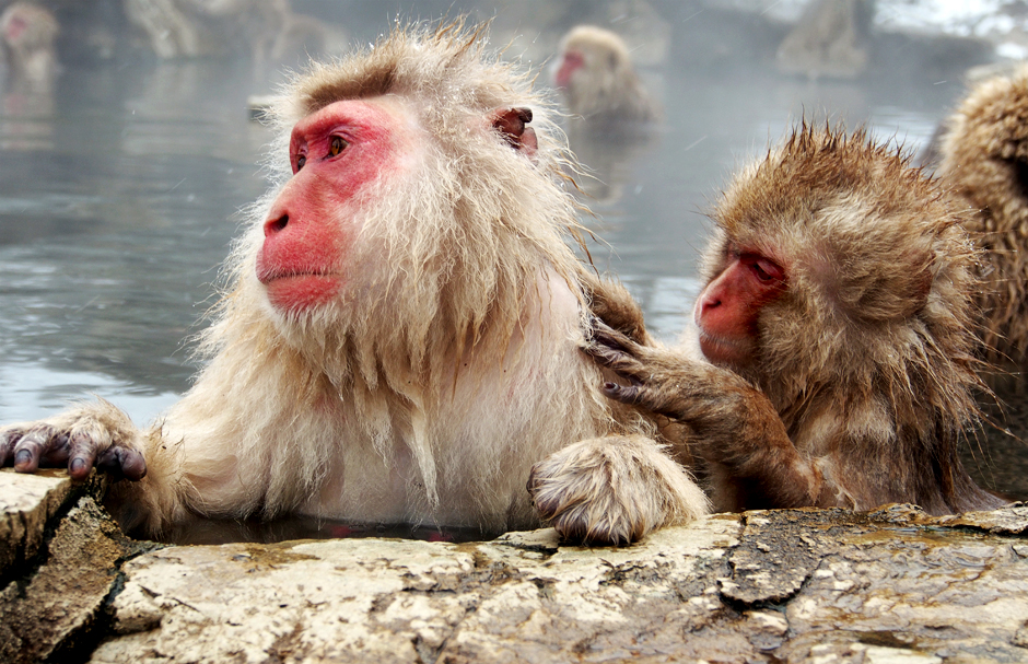 Wild Japanese Red Macaques